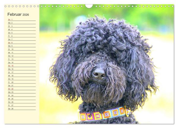 Produktbild: Pudel. Lustige Allrounder im Wollfell (Wandkalender 2026 DIN A3 quer), CALVENDO Monatskalender