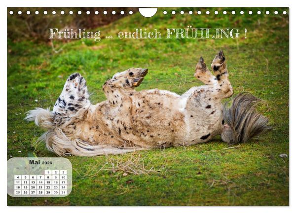 Produktbild: Tierisch und Heiter - Das Leben geht weiter 2026 (Wandkalender 2026 DIN A4 quer), CALVENDO Monatskalender