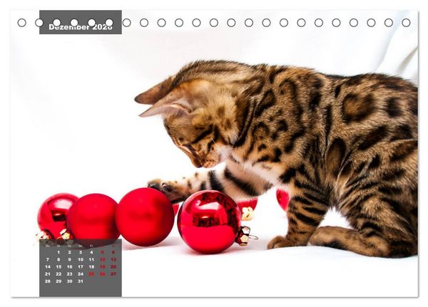 Produktbild: Bengal K&auml;tzchen (Tischkalender 2026 DIN A5 quer), CALVENDO Monatskalender