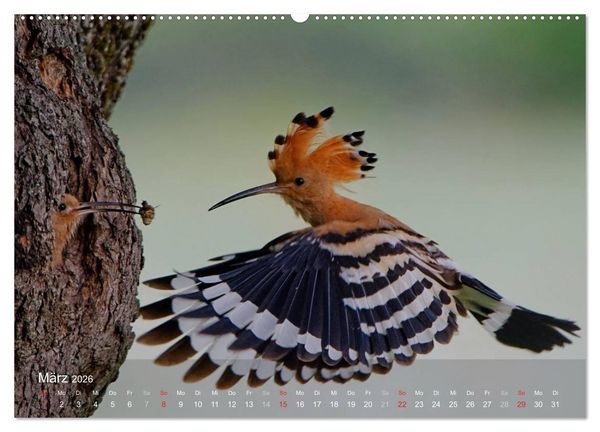 Produktbild: Wiedehopf (Wandkalender 2026 DIN A2 quer), CALVENDO Monatskalender