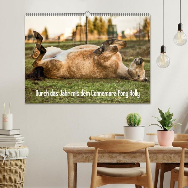 Produktbild: Durch das Jahr mit dem Connemara Pony Holly (Wandkalender 2026 DIN A2 quer), CALVENDO Monatskalender