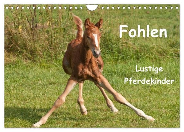 Produktbild: Fohlen - Lustige Pferdekinder (Wandkalender 2027 DIN A4 quer), CALVENDO Monatskalender