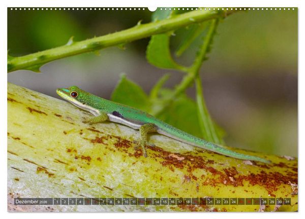 Produktbild: Reptilien auf Madagaskar (Wandkalender 2026 DIN A2 quer), CALVENDO Monatskalender