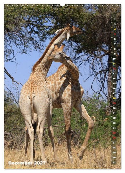 Produktbild: Giraffen - Anmut und Sanftheit (Wandkalender 2027 DIN A2 hoch), CALVENDO Monatskalender