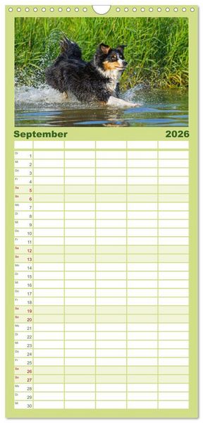 Produktbild: Familienplaner 2026 - Border Collie - Das Universalgenie unter den Hunden mit 5 Spalten (Wandkalender, 21 x 45 cm) CALVENDO
