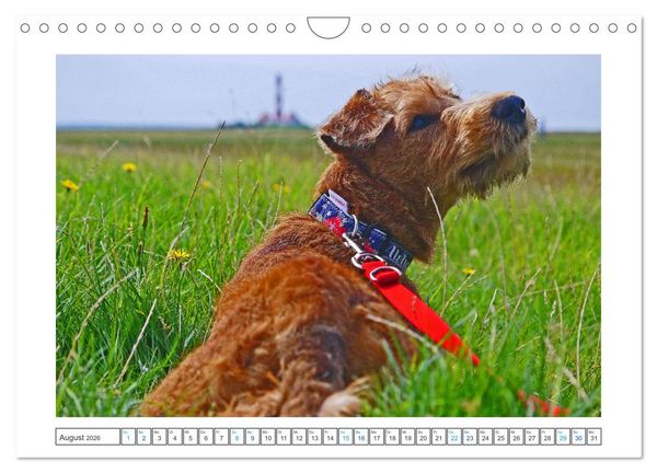 Produktbild: Chiara, ein junger Irish Terrier (Wandkalender 2026 DIN A4 quer), CALVENDO Monatskalender