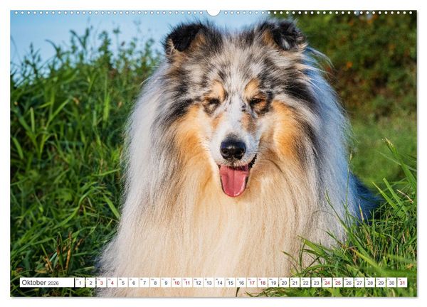 Produktbild: Der Collie - ein Hund f&uuml;rs Herz (hochwertiger Premium Wandkalender 2026 DIN A2 quer), Kunstdruck in Hochglanz