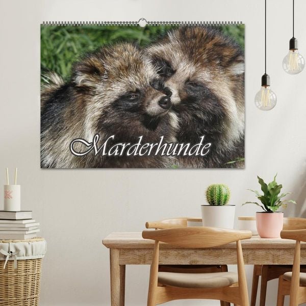 Produktbild: Marderhunde (Wandkalender 2026 DIN A2 quer), CALVENDO Monatskalender