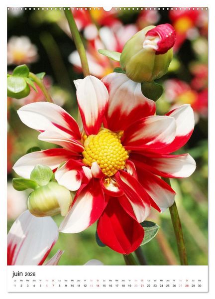 Produktbild: Joie avec des fleurs (Calendrier mural 2026 DIN A2 horizontal), CALVENDO calendrier mensuel