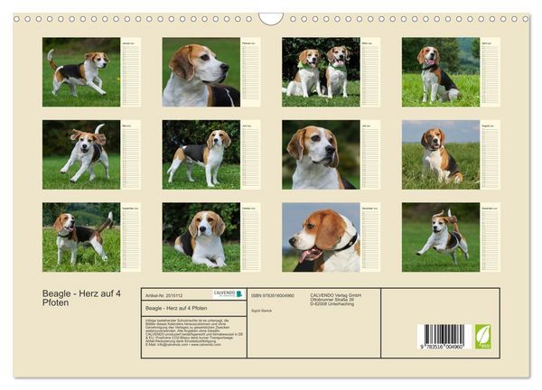 Produktbild: Beagle - Herz auf 4 Pfoten (Wandkalender 2026 DIN A3 quer), CALVENDO Monatskalender
