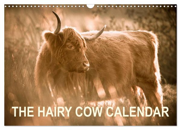 Produktbild: The Hairy Cow Calendar (Wall Calendar 2026 DIN A3 landscape), CALVENDO 12 Month Wall Calendar