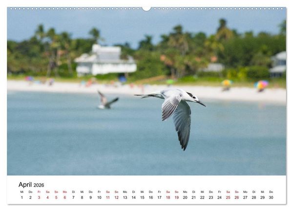 Produktbild: M&ouml;wen am Meer (hochwertiger Premium Wandkalender 2026 DIN A2 quer), Kunstdruck in Hochglanz