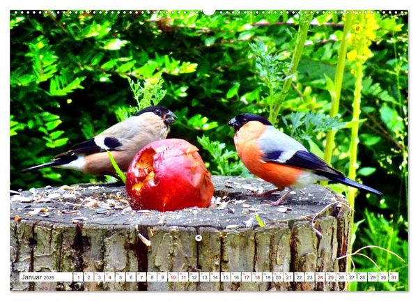 Produktbild: Herr und Frau Gimpel - Stammg&auml;ste im Garten (Wandkalender 2026 DIN A2 quer), CALVENDO Monatskalender