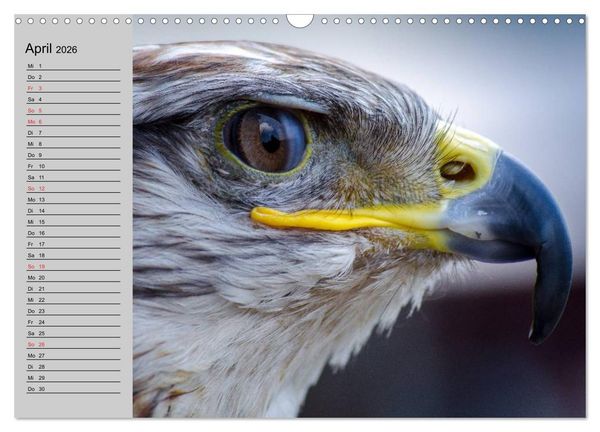 Produktbild: Falken und Greifv&ouml;gel - Edle J&auml;ger (Wandkalender 2026 DIN A3 quer), CALVENDO Monatskalender