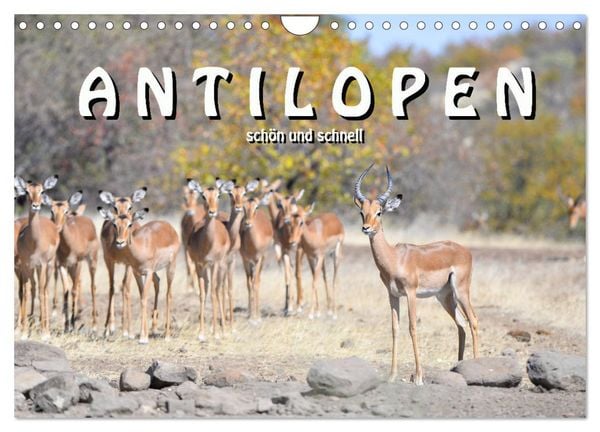 Produktbild: Antilopen, sch&ouml;n und schnell (Wandkalender 2026 DIN A4 quer), CALVENDO Monatskalender