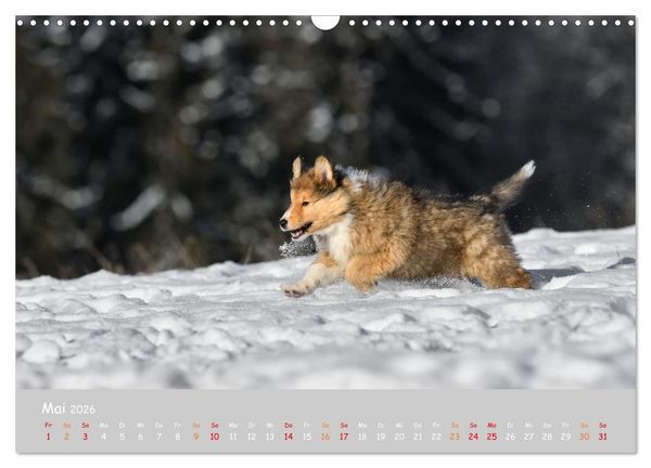 Produktbild: Collie Welpen im Schnee (Wandkalender 2026 DIN A3 quer), CALVENDO Monatskalender