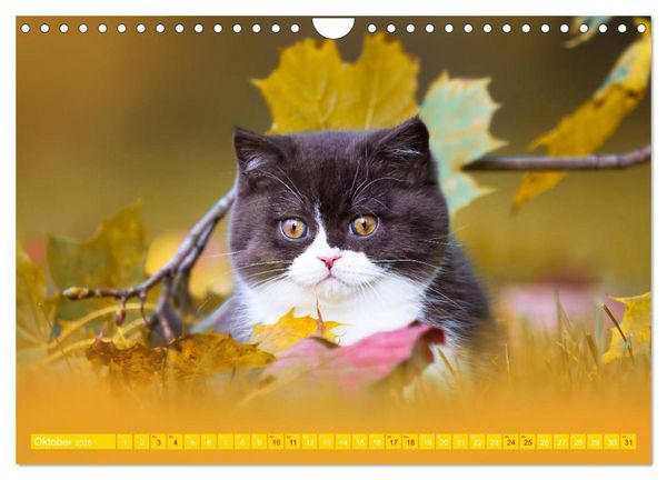 Produktbild: Katzenkinder - Britisch Kurzhaar (Wandkalender 2026 DIN A4 quer), CALVENDO Monatskalender