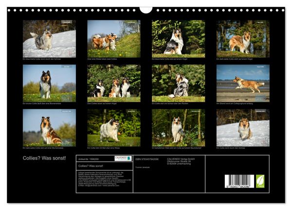 Produktbild: Collies? Was sonst! (Wandkalender 2026 DIN A3 quer), CALVENDO Monatskalender