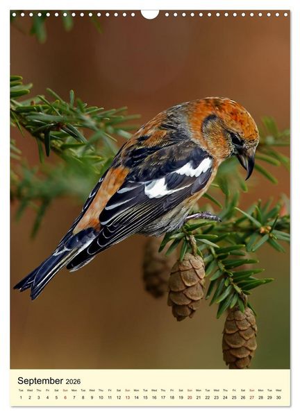 Produktbild: Shy forest birds (Wall Calendar 2026 DIN A3 portrait), CALVENDO 12 Month Wall Calendar