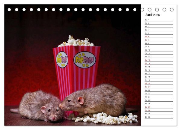 Produktbild: Ratten. Kleine Nager, gro&szlig;es Herz. (Tischkalender 2026 DIN A5 quer), CALVENDO Monatskalender