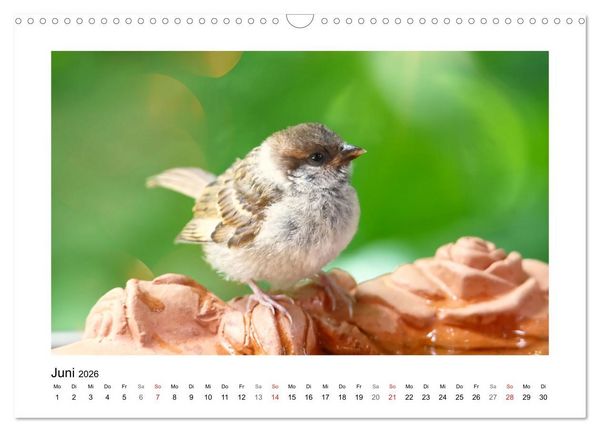 Produktbild: Gefiederte Garteng&auml;ste, Spatzenleben (Wandkalender 2026 DIN A3 quer), CALVENDO Monatskalender