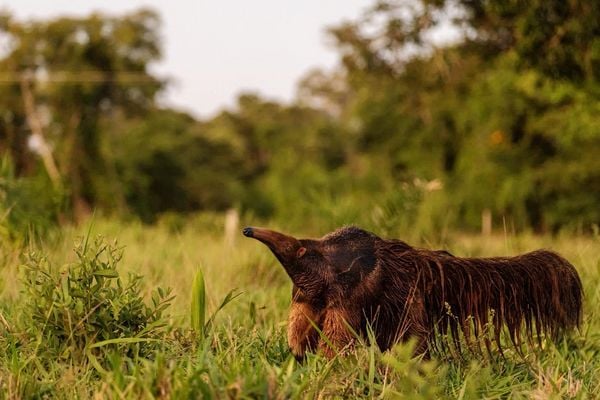 Produktbild: Pantanal