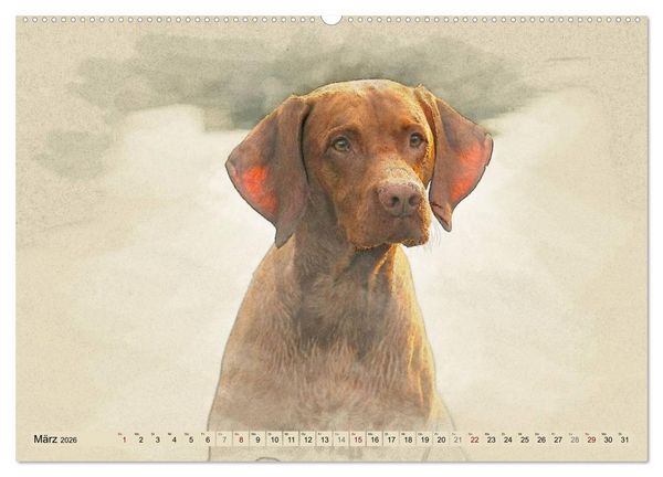 Produktbild: Magyar Vizsla 2026 (hochwertiger Premium Wandkalender 2026 DIN A2 quer), Kunstdruck in Hochglanz