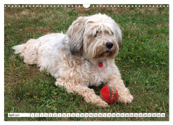 Produktbild: Tibet-Terrier - Eine Hunderasse mit Charakter (Wandkalender 2027 DIN A3 quer), CALVENDO Monatskalender