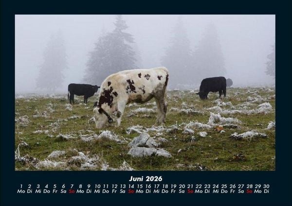 Produktbild: Kuhkalender 2026 Fotokalender DIN A4