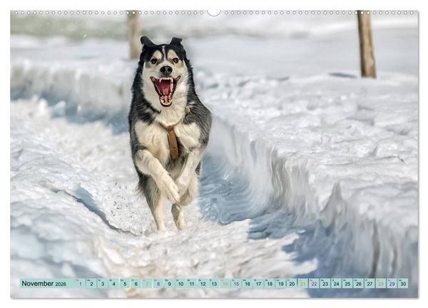 Produktbild: Huskies - Tolle Gef&auml;hrten (Wandkalender 2026 DIN A2 quer), CALVENDO Monatskalender