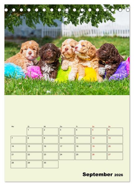 Produktbild: Lagotto Romagnolo - Der Tr&uuml;ffelhund Italiens - Planer (Tischkalender 2026 DIN A5 hoch), CALVENDO Monatskalender