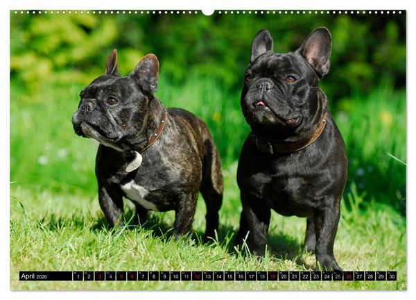 Produktbild: Franz&ouml;sische Bulldogge - Clown auf 4 Pfoten (hochwertiger Premium Wandkalender 2026 DIN A2 quer), Kunstdruck in Hochglanz