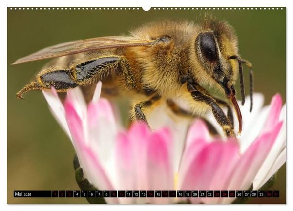 Produktbild: Faszination Makrofotografie: Wespen und Bienen (hochwertiger Premium Wandkalender 2026 DIN A2 quer), Kunstdruck in Hochglanz