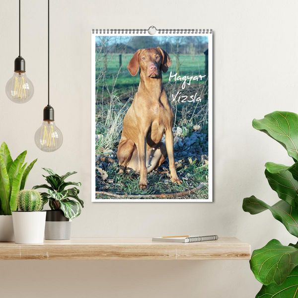 Produktbild: Magyar Vizsla (Wandkalender 2026 DIN A3 hoch), CALVENDO Monatskalender