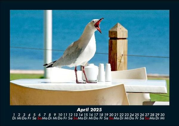 Produktbild: M&ouml;wen 2025 Fotokalender DIN A5