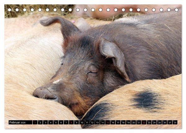 Produktbild: Der Schweinekalender (Tischkalender 2026 DIN A5 quer), CALVENDO Monatskalender