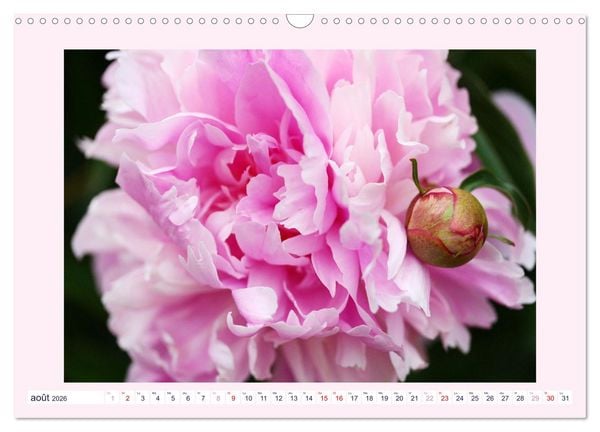 Produktbild: Pivoines - Roses sans &eacute;pines (Calendrier mural 2026 DIN A3 vertical), CALVENDO calendrier mensuel
