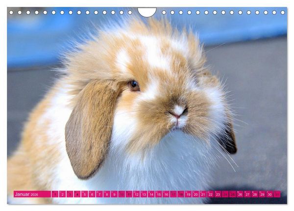 Produktbild: Kaninchen. Putzig, flauschig und geliebt (Wandkalender 2026 DIN A4 quer), CALVENDO Monatskalender