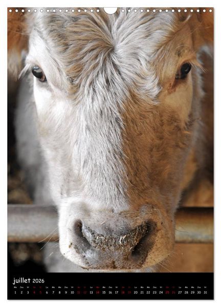 Produktbild: Vaches d'Aubrac (Calendrier mural 2026 DIN A3 horizontal), CALVENDO calendrier mensuel