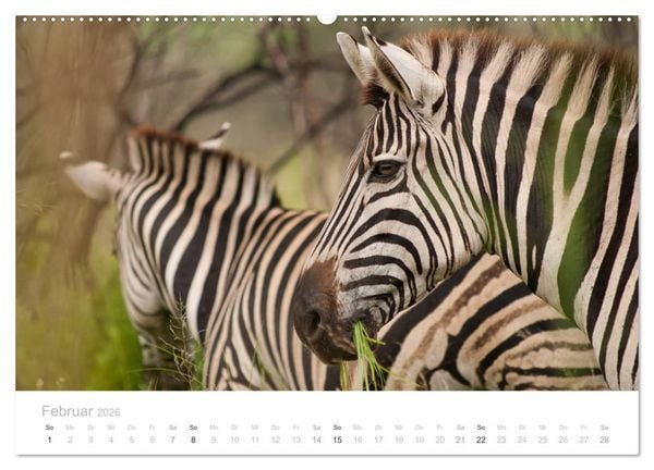 Produktbild: Tierische Gl&uuml;cksmomente mit Weisheiten (Wandkalender 2026 DIN A2 quer), CALVENDO Monatskalender
