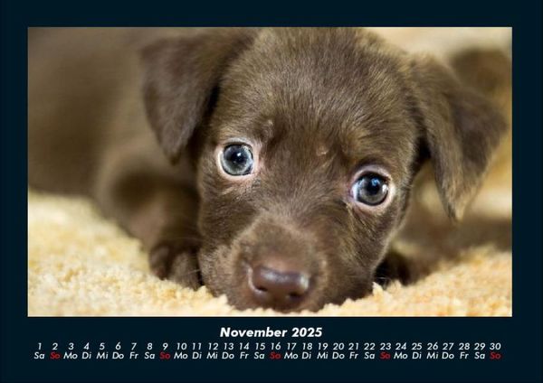 Produktbild: Welpen 2025 Fotokalender DIN A4