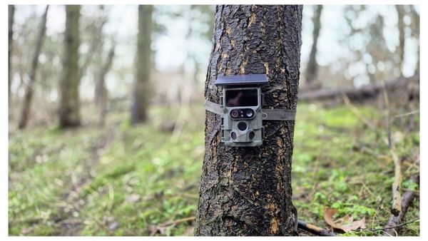 Produktbild: Braun Phototechnik Cam Black1321 Wildkamera WLAN Camouflage