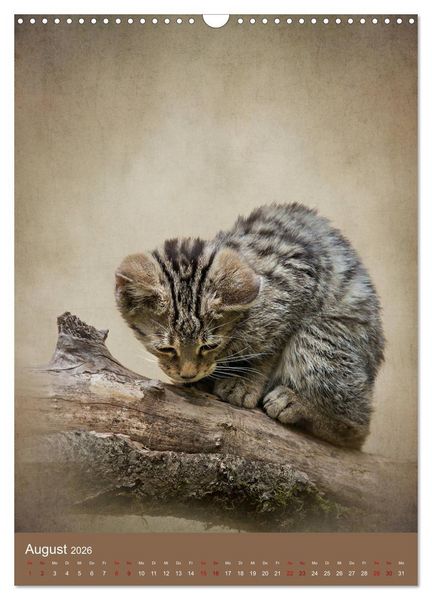Produktbild: Portraits of Animals (Wandkalender 2026 DIN A3 hoch), CALVENDO Monatskalender