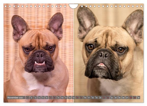 Produktbild: French Bully&acute;s - Gro&szlig;e Sch&auml;tze auf kleinen Pfoten (Wandkalender 2026 DIN A4 quer), CALVENDO Monatskalender