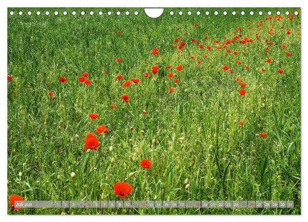 Produktbild: M&uuml;nsterland - Vielf&auml;ltige Sch&ouml;nheit (Wandkalender 2026 DIN A4 quer), CALVENDO Monatskalender