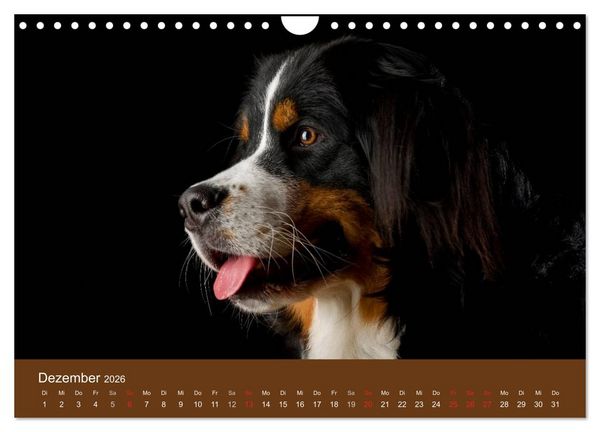 Produktbild: Berner Sennenhunde (Wandkalender 2026 DIN A4 quer), CALVENDO Monatskalender