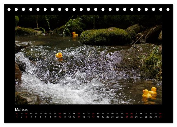 Produktbild: Enten-Rennen (Tischkalender 2026 DIN A5 quer), CALVENDO Monatskalender