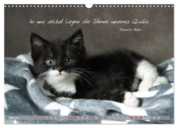 Produktbild: Katzenkinder - zauberhafte Wesen (Wandkalender 2026 DIN A3 quer), CALVENDO Monatskalender