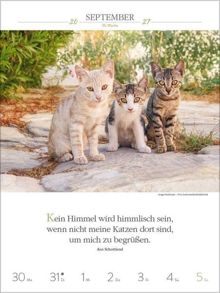 Produktbild: Literaturkalender Katzen 2027