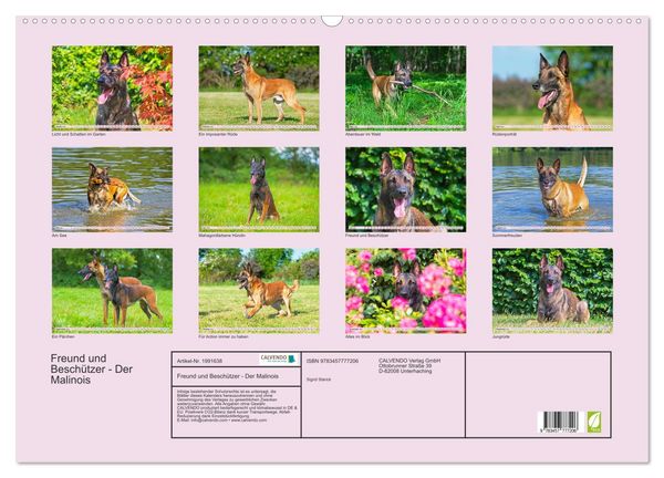 Produktbild: Freund und Besch&uuml;tzer - Der Malinois (Wandkalender 2026 DIN A2 quer), CALVENDO Monatskalender